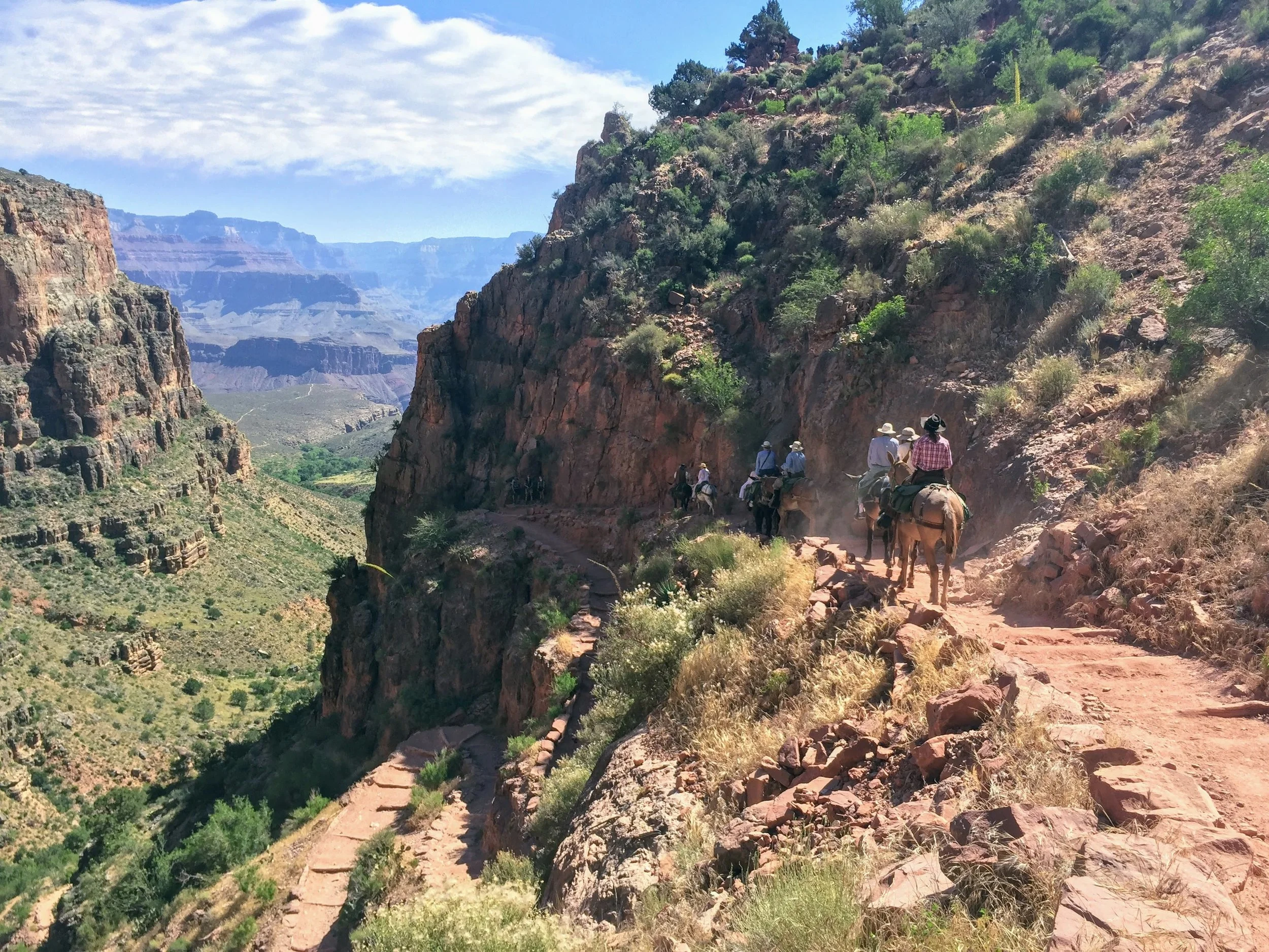 Day 3: Mules headed down the Bright Angel trail into the canyon. 
