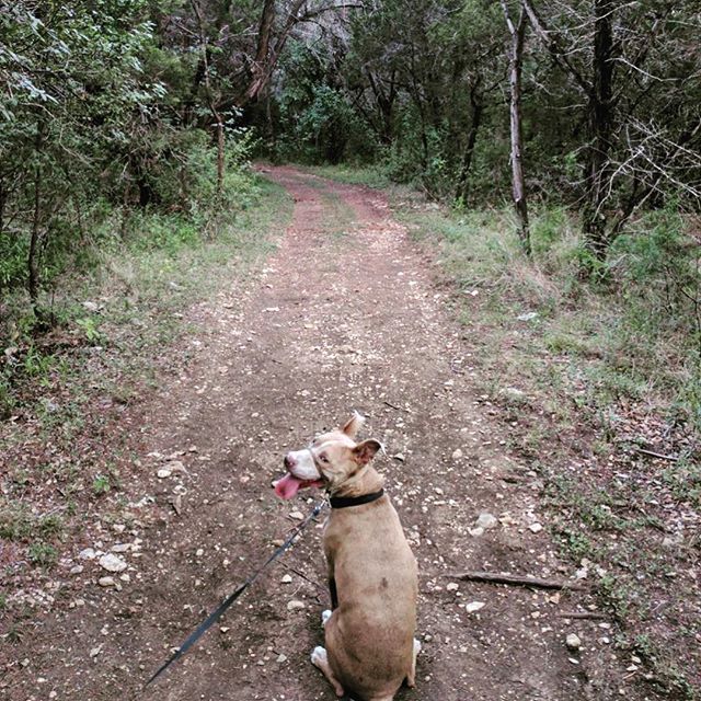 We found a new offshoot of the trail near our house tonight, then got drenched by an unexpected rain shower. It was lovely. #microadventure #trails #nature #explore #pitmix