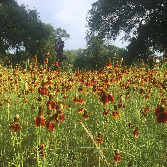 Wildflowers make for a nice distraction while running #Texas #wildflowers #trailrunning #fromwhereirun