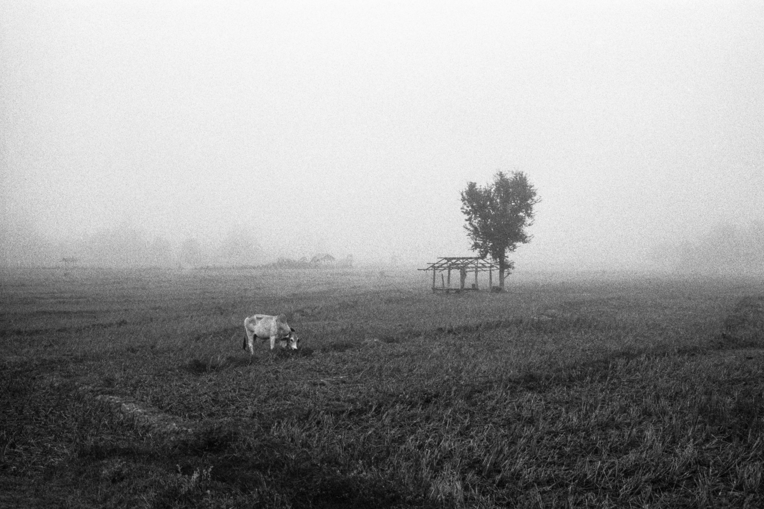 Thailand 9 Rice Paddies.jpg