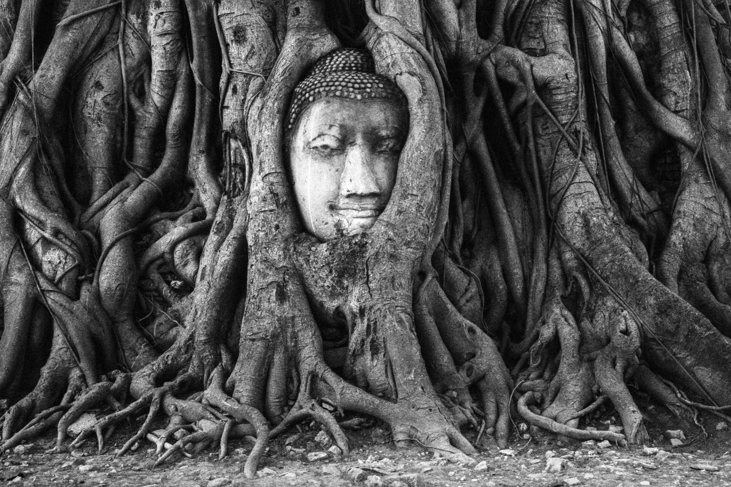 Buddha Tree