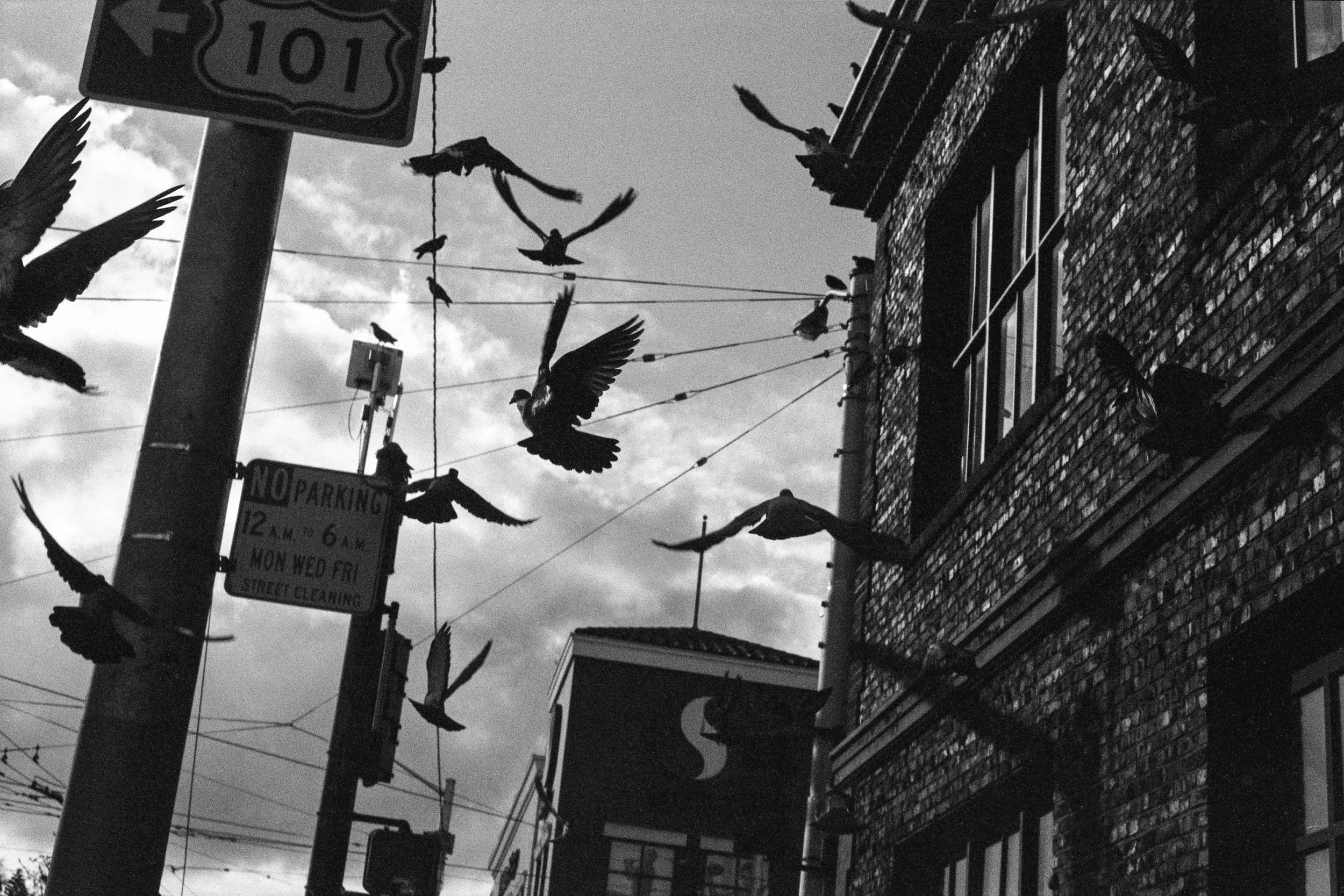 Between 3 Birds.jpg