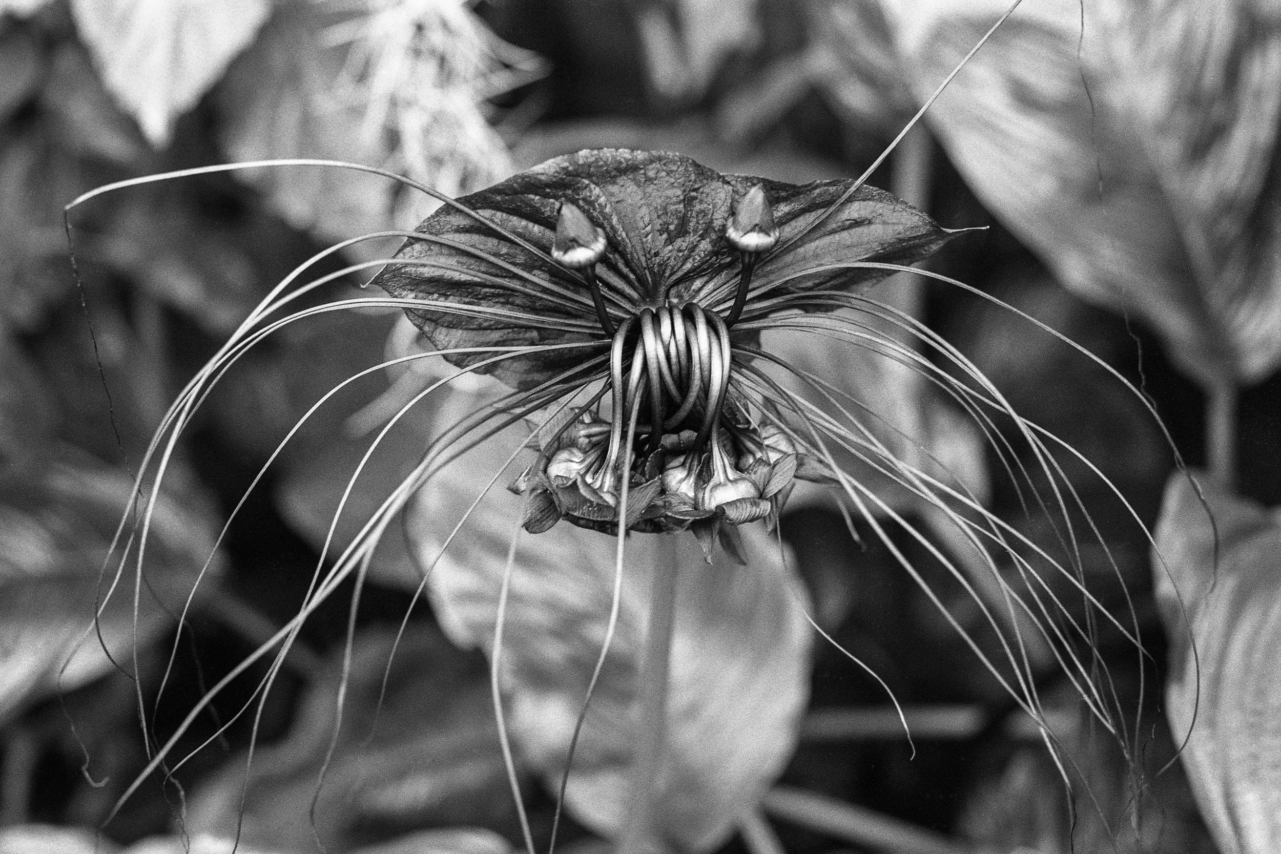 Between 16 Devil Flower.jpg