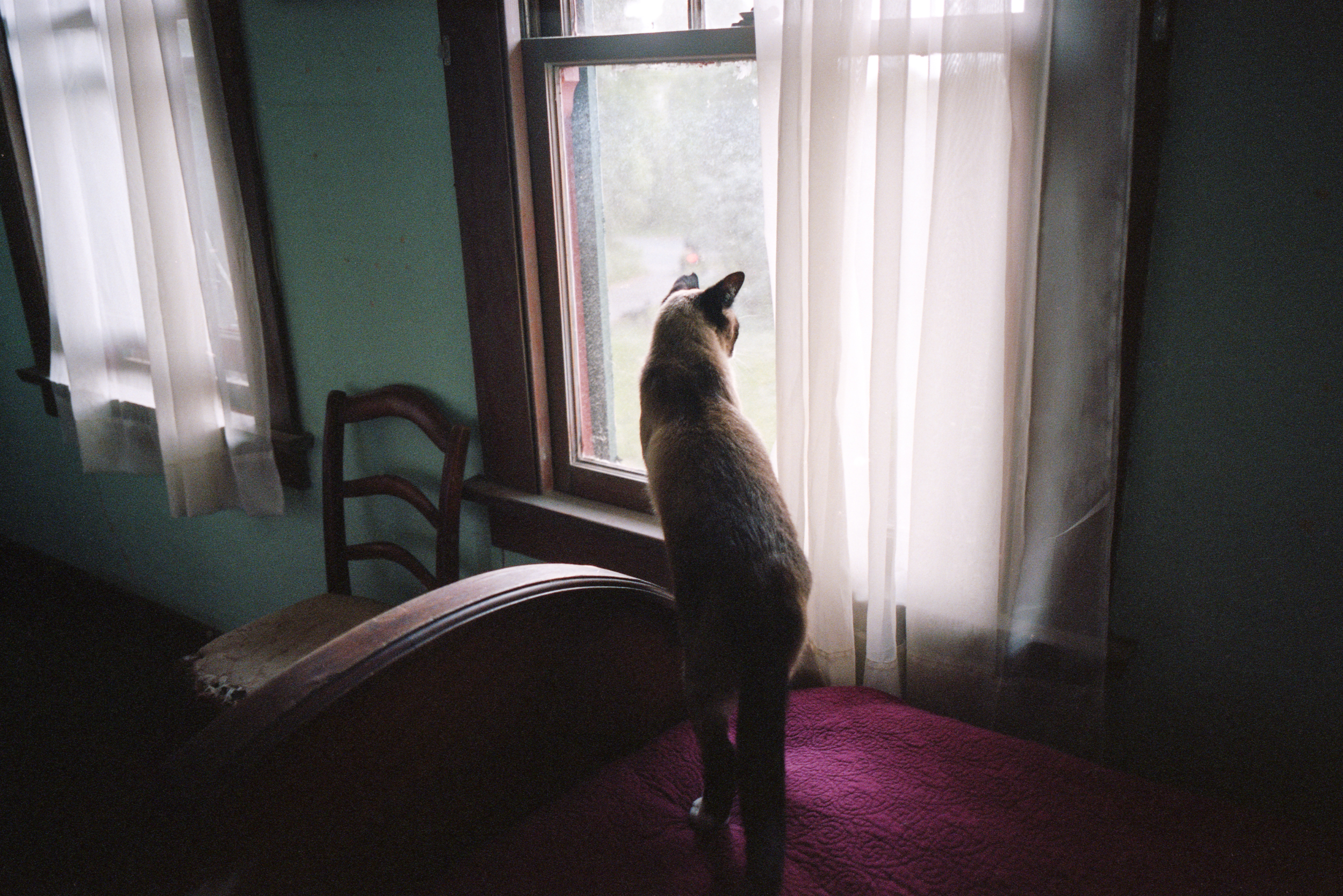 Ingel Haven 7 Cat in the Window.jpg
