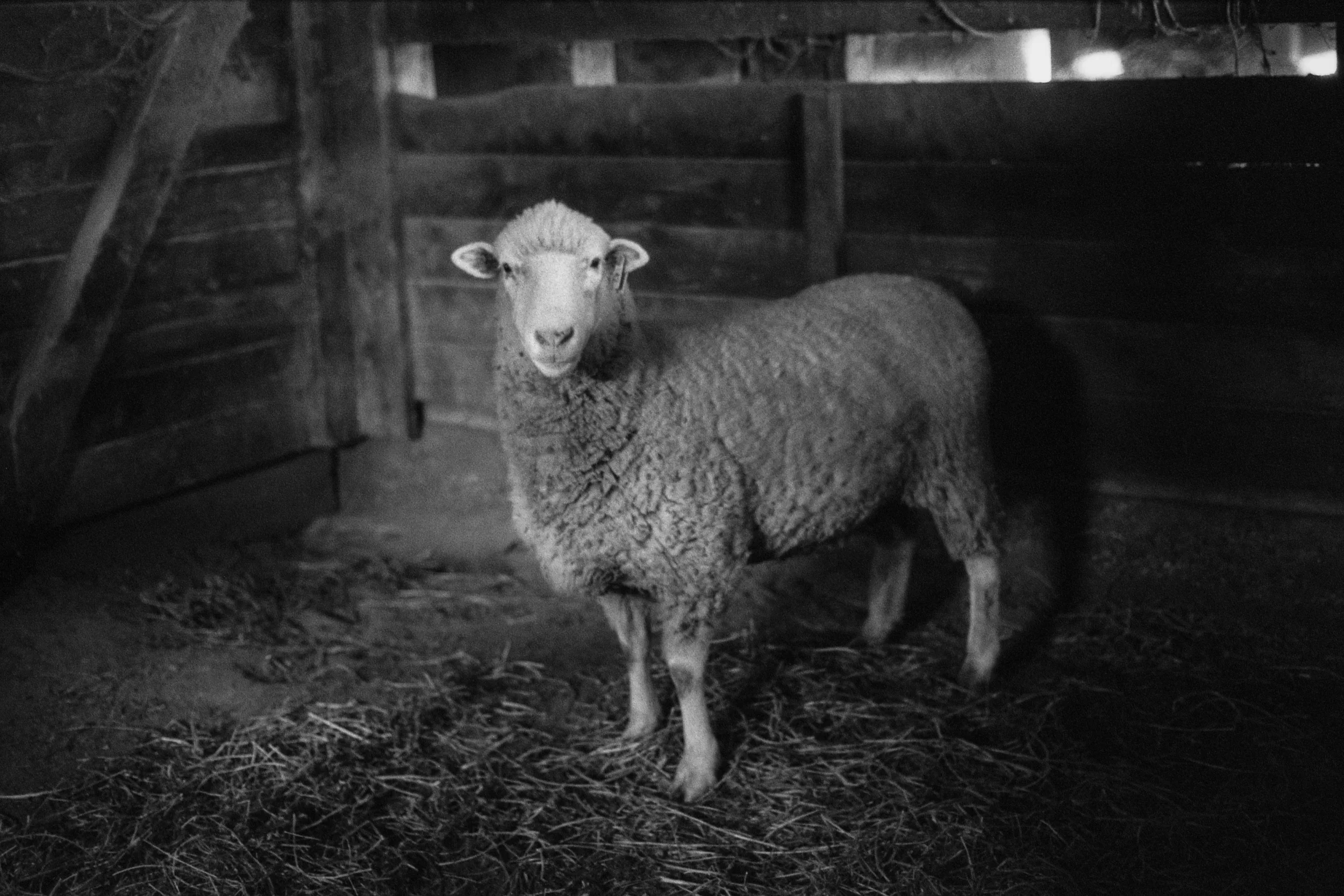 Ingel Haven 5 Sheep.jpg