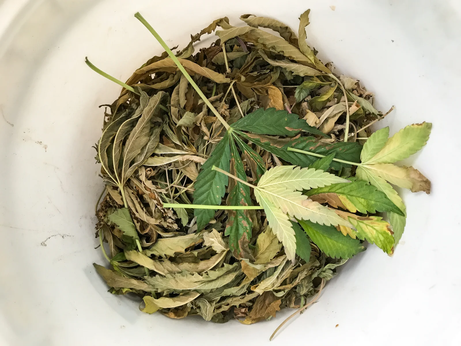 The Devil's Cabbage Northern California — Adam Allegro Photography