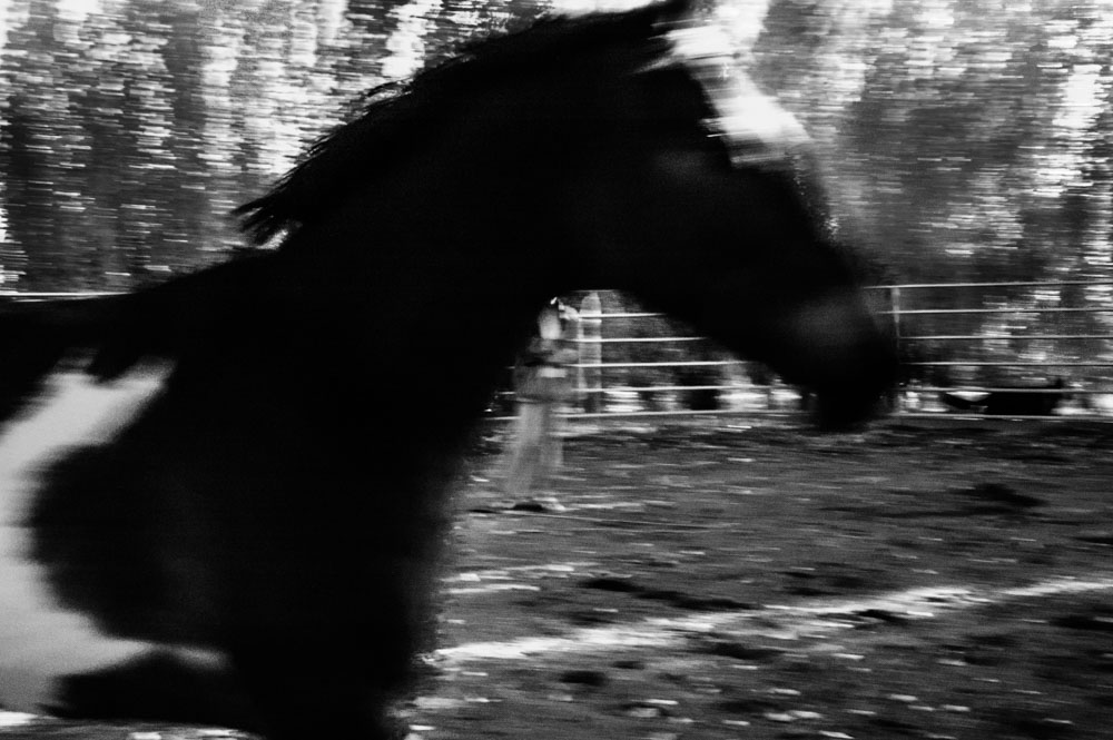 IR Horses-1-2.jpg