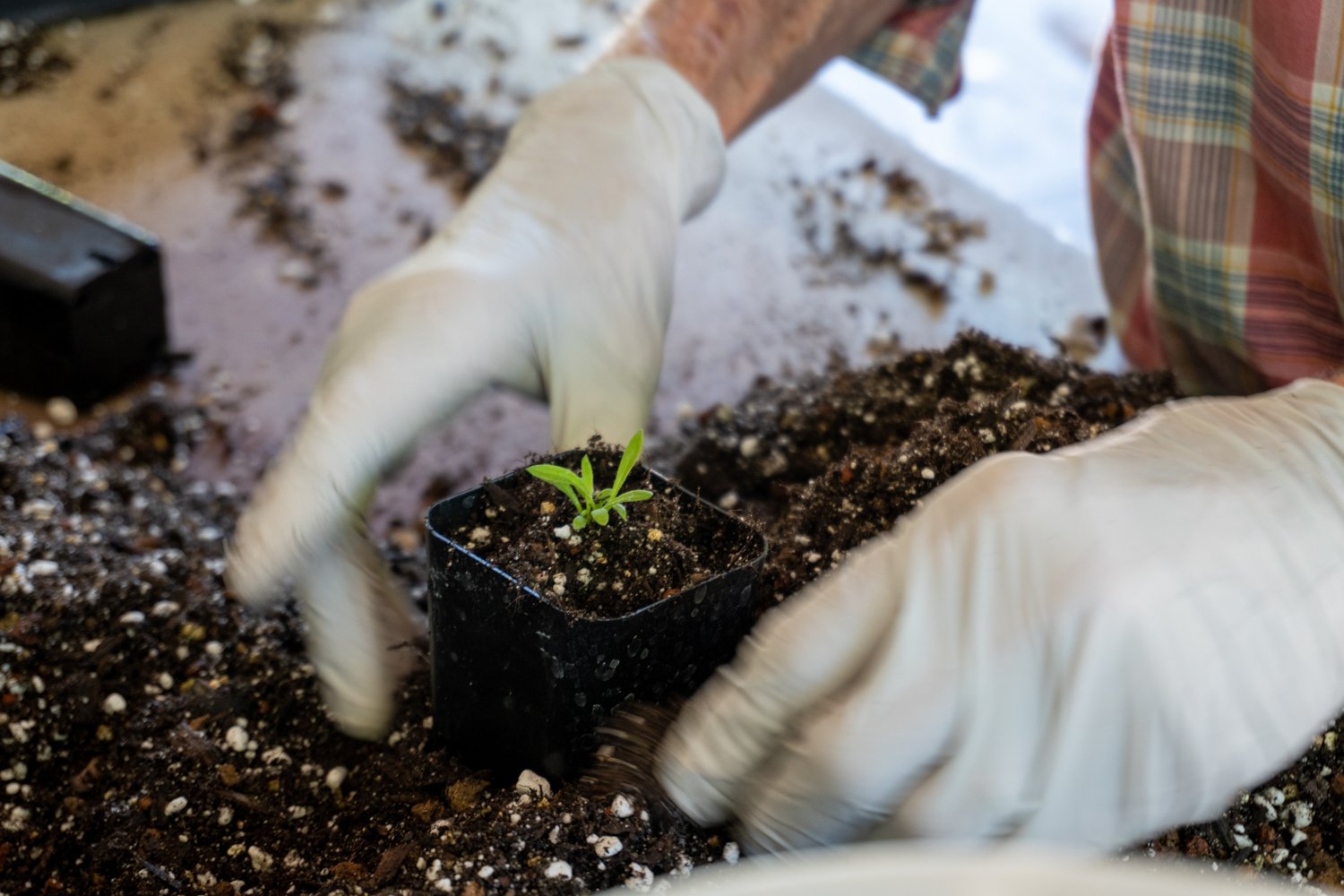 Cal Flora Nursery 201977190717.jpg