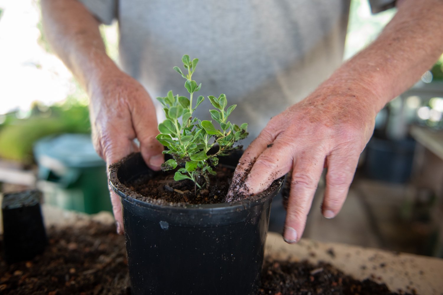 Cal Flora Nursery redo17190717.jpg