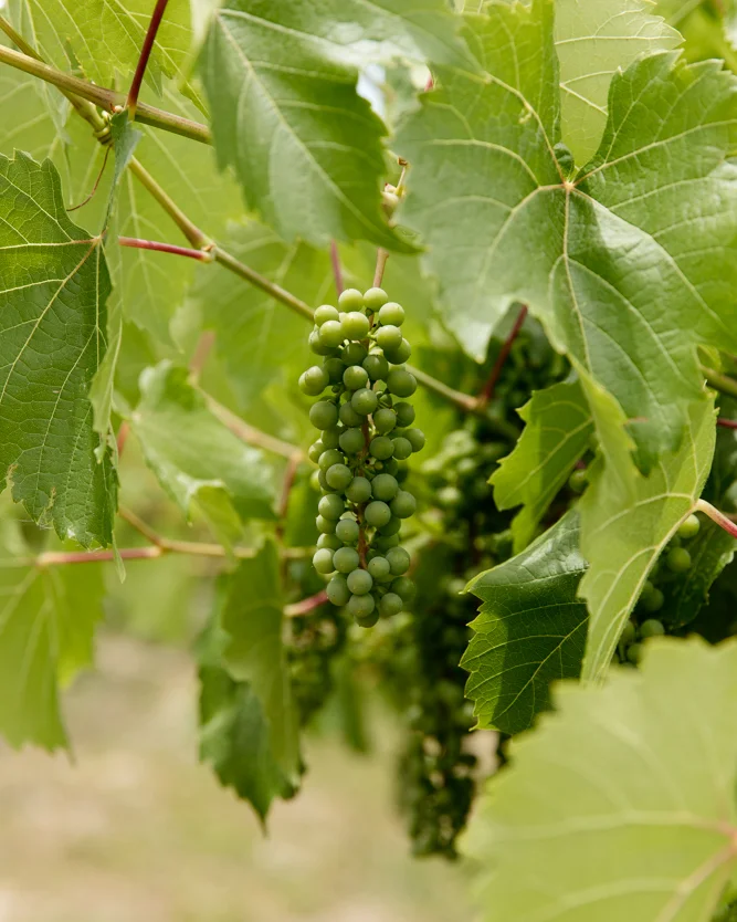 gylfphephoto_Vineyard_013.jpg