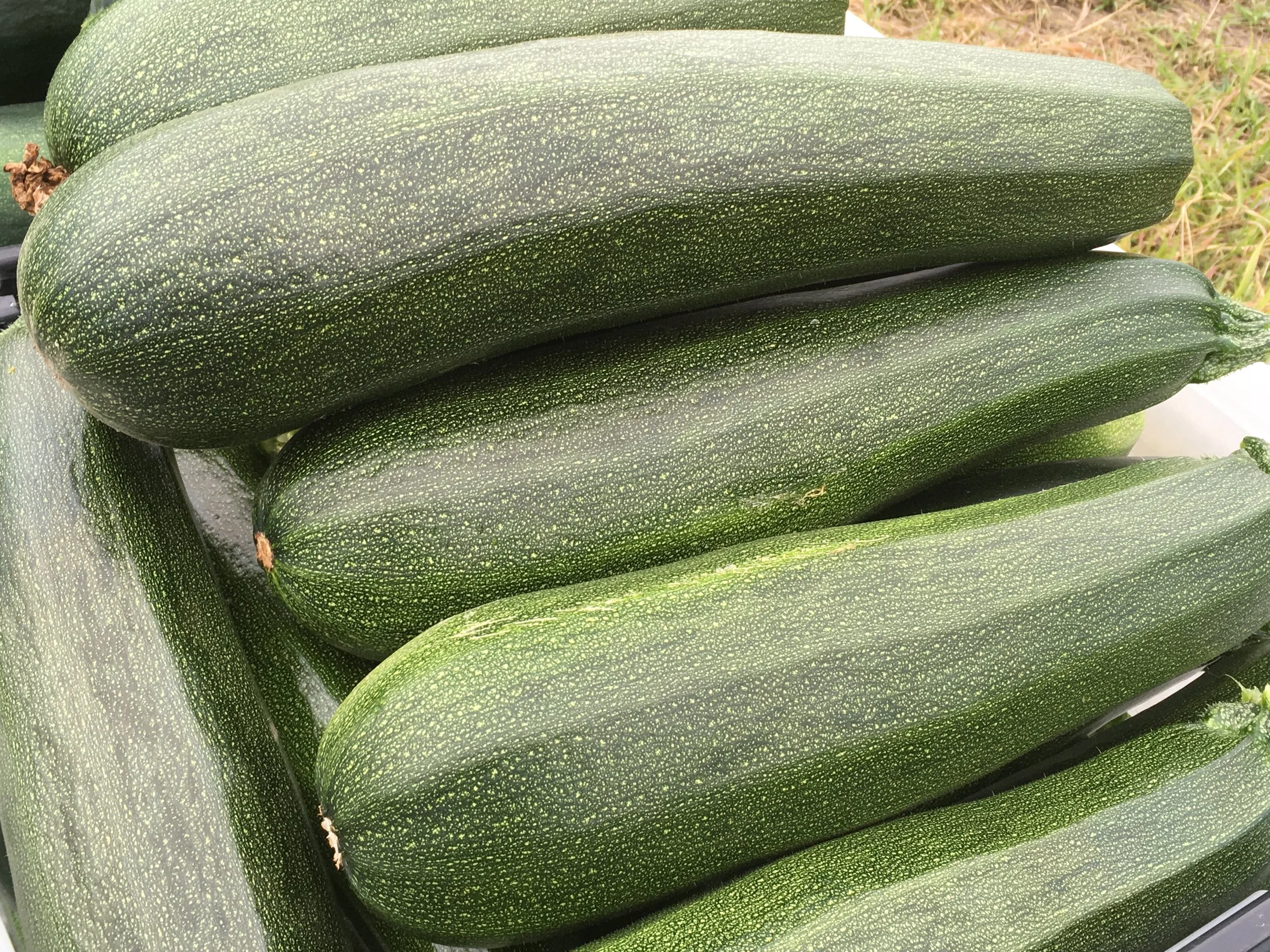 How to freeze Zucchini for winter use?