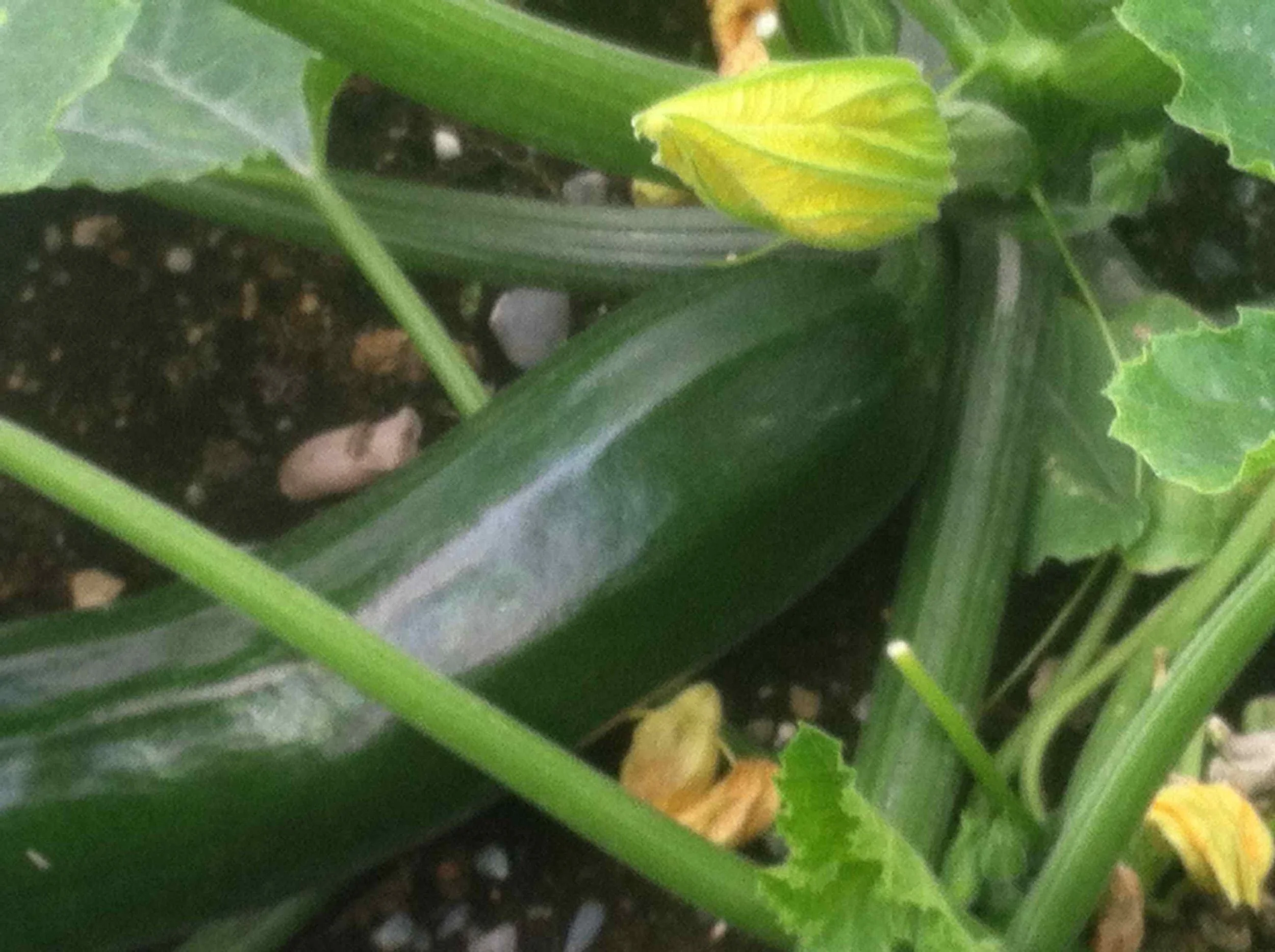 What to do with all that Zucchini!!