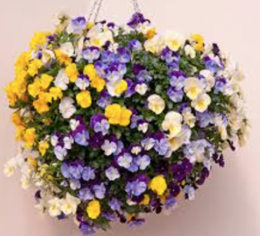 Need a Splash of Color! Make and take your very own pansy hanging basket.