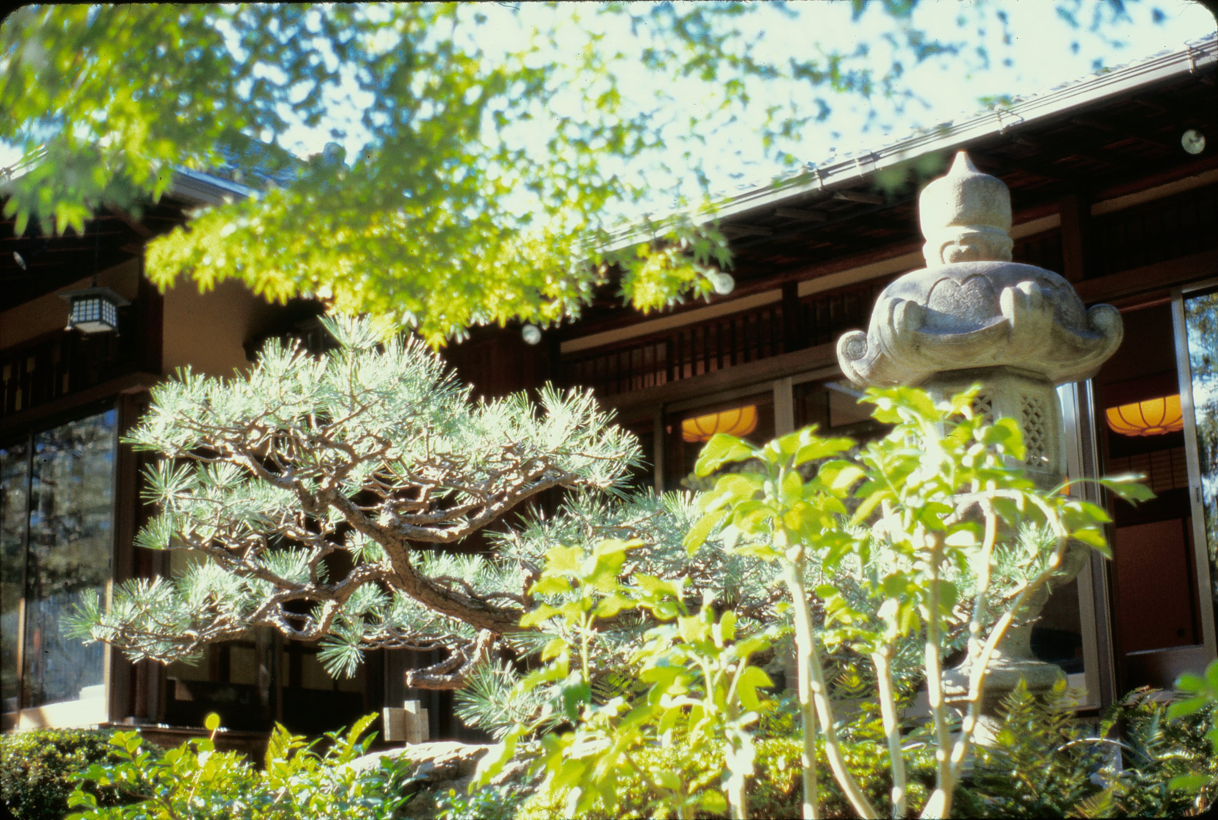 Matsu, pine