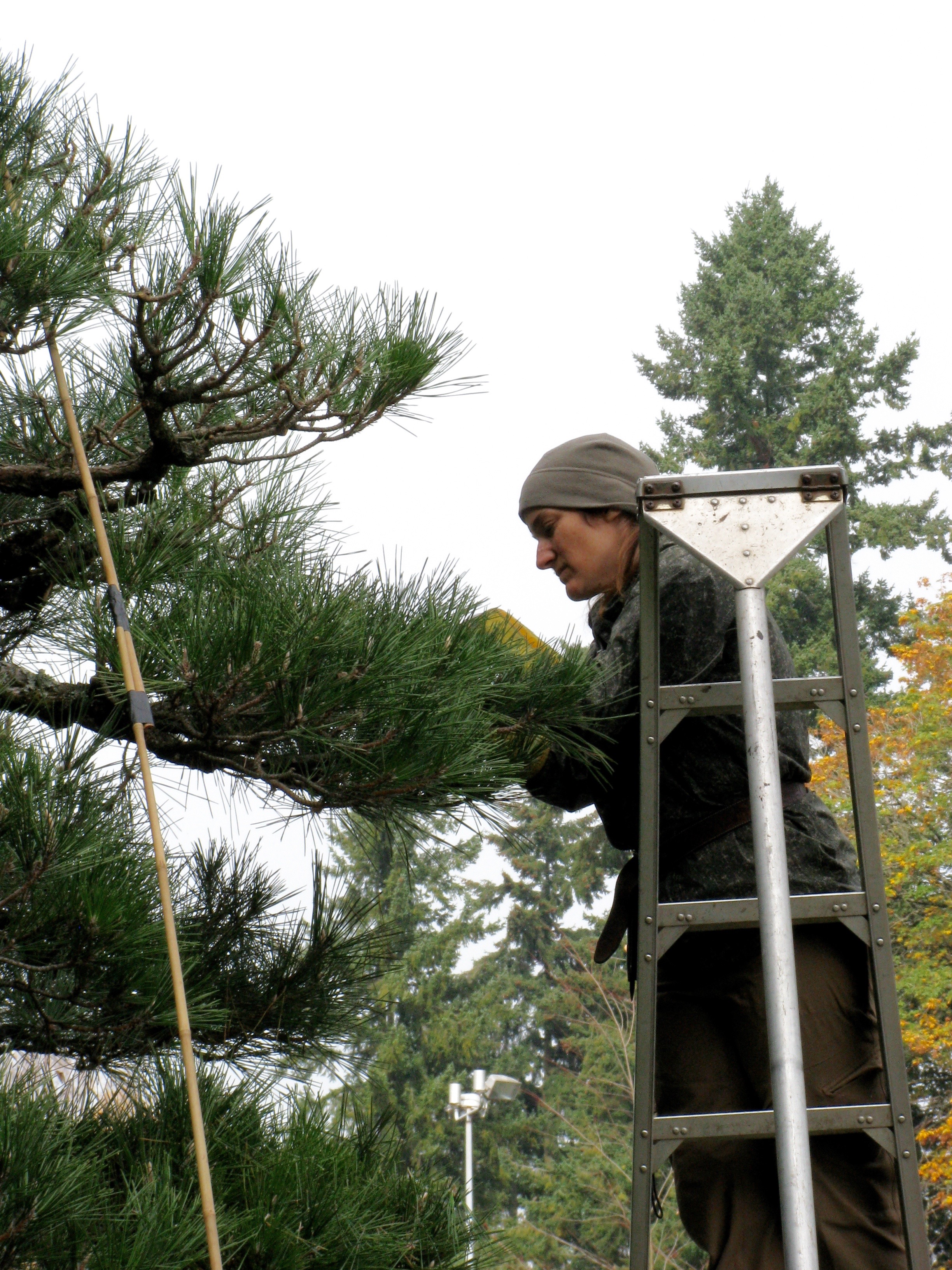 Hashigo, ladder