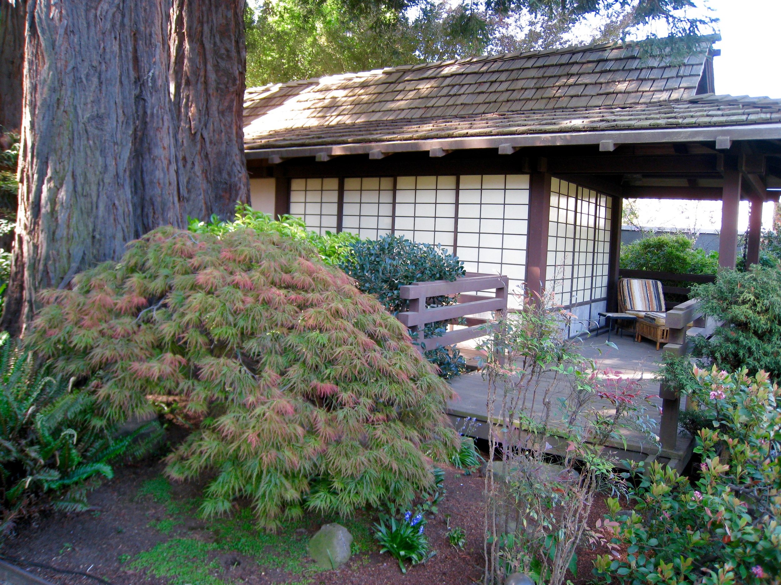 Shidare momiji, laceleaf maple