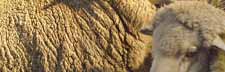 Shearing service We offer a full list of shearing services such as: pendulum refacing, comb bed re-threading.
