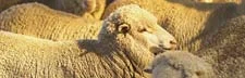 Drenches & Vaccines JD’s Rural stocks a vast range of effective and convenient products to assist in the prevention & treatment of livestock diseases & parasitic invasion.