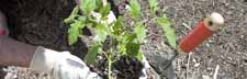 Garden and Lawn we have everything to keep your garden thriving. From fertilizers, insecticides, mulch and equipment.
