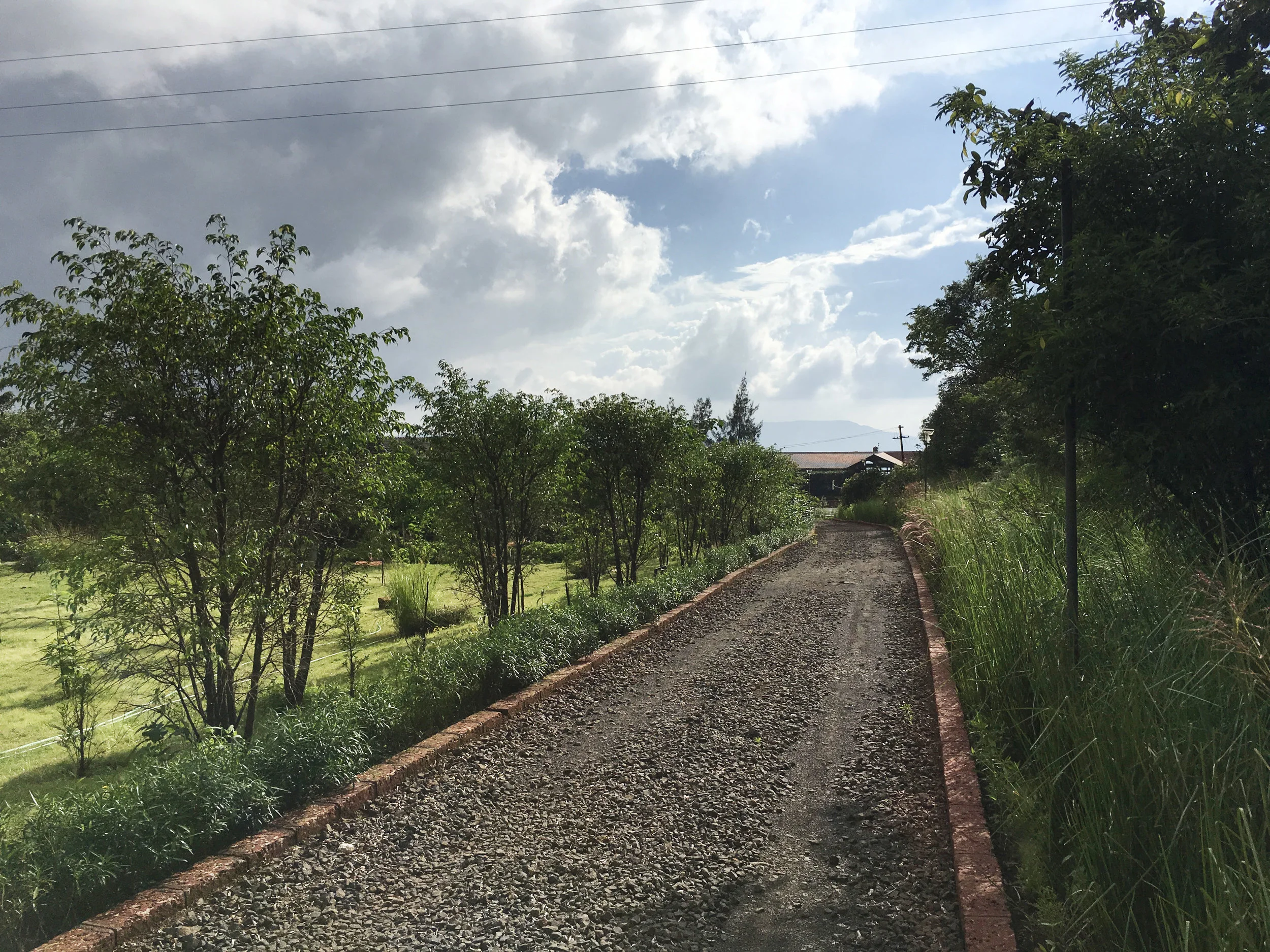 Ficus-landscape-bangalore-farmhouse-storms end-planting-02