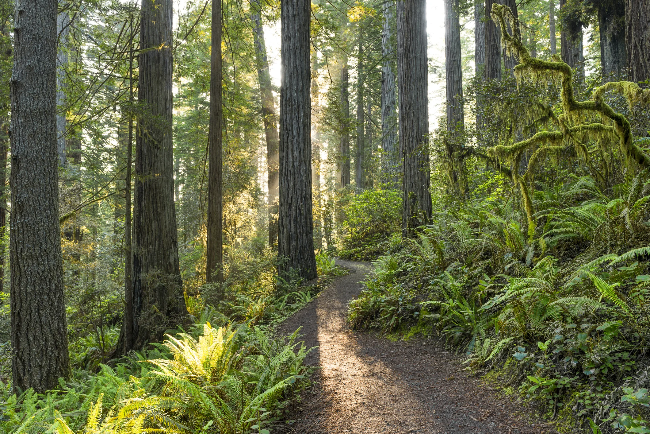 Sonoma County Redwoods