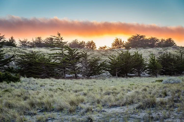 Bodega Bay Redwoods.webp