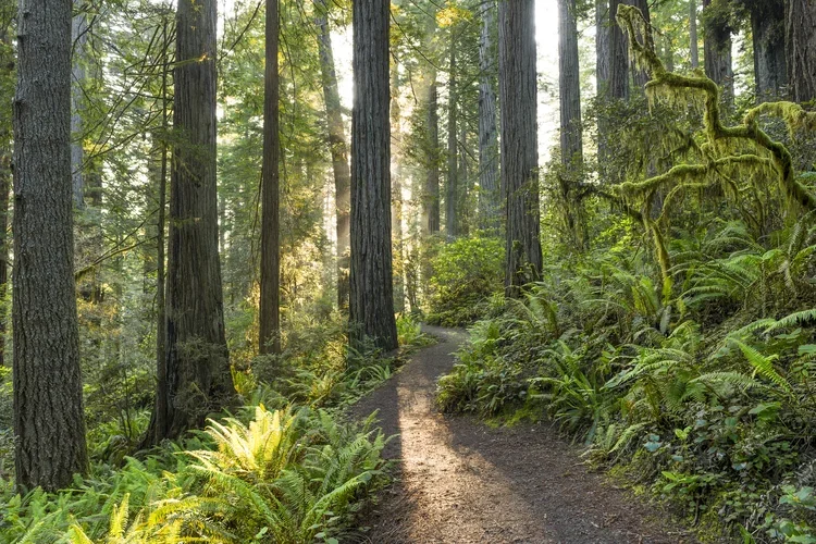 Sonoma County Redwoods.webp
