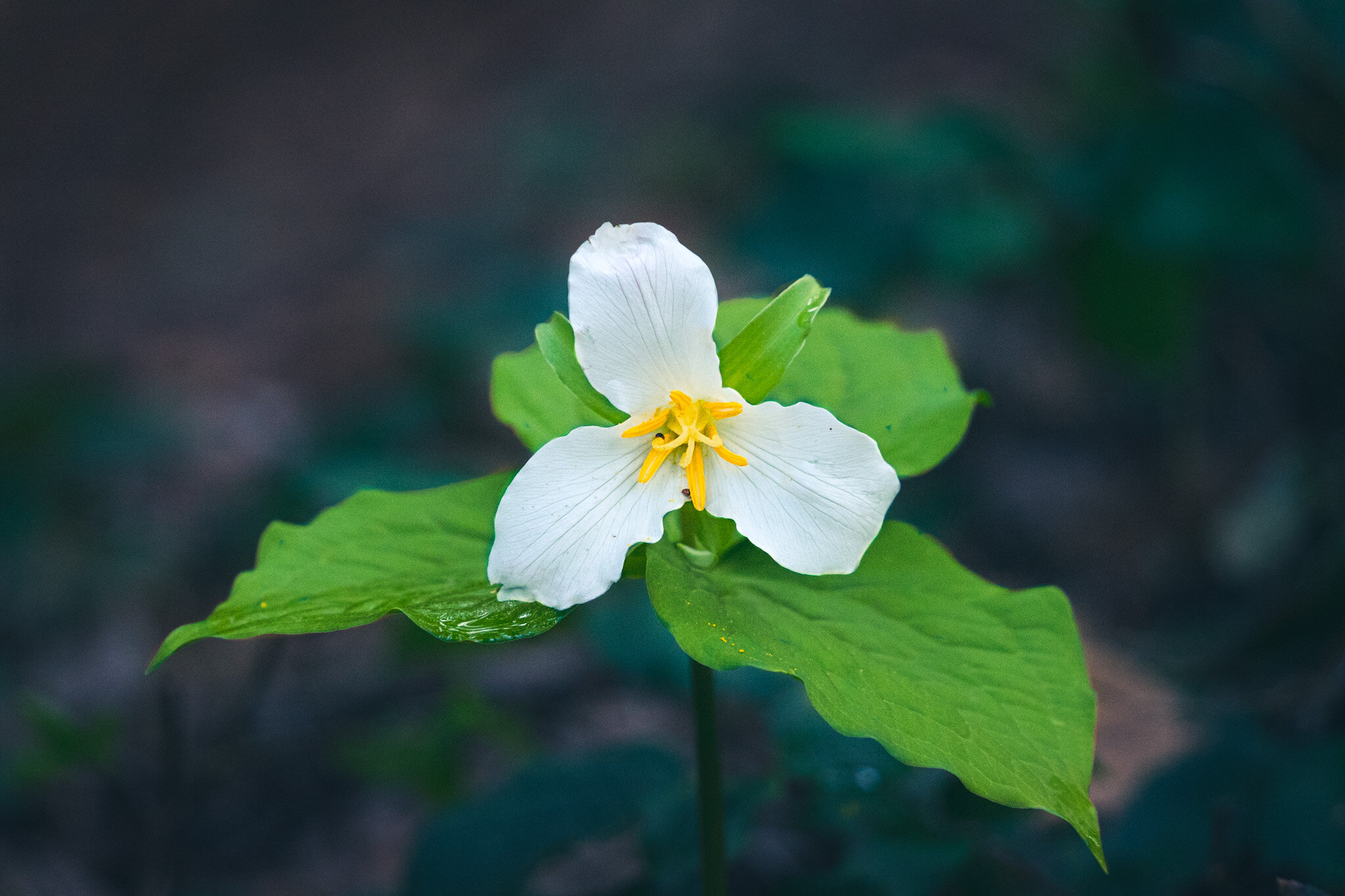 A Trillium 