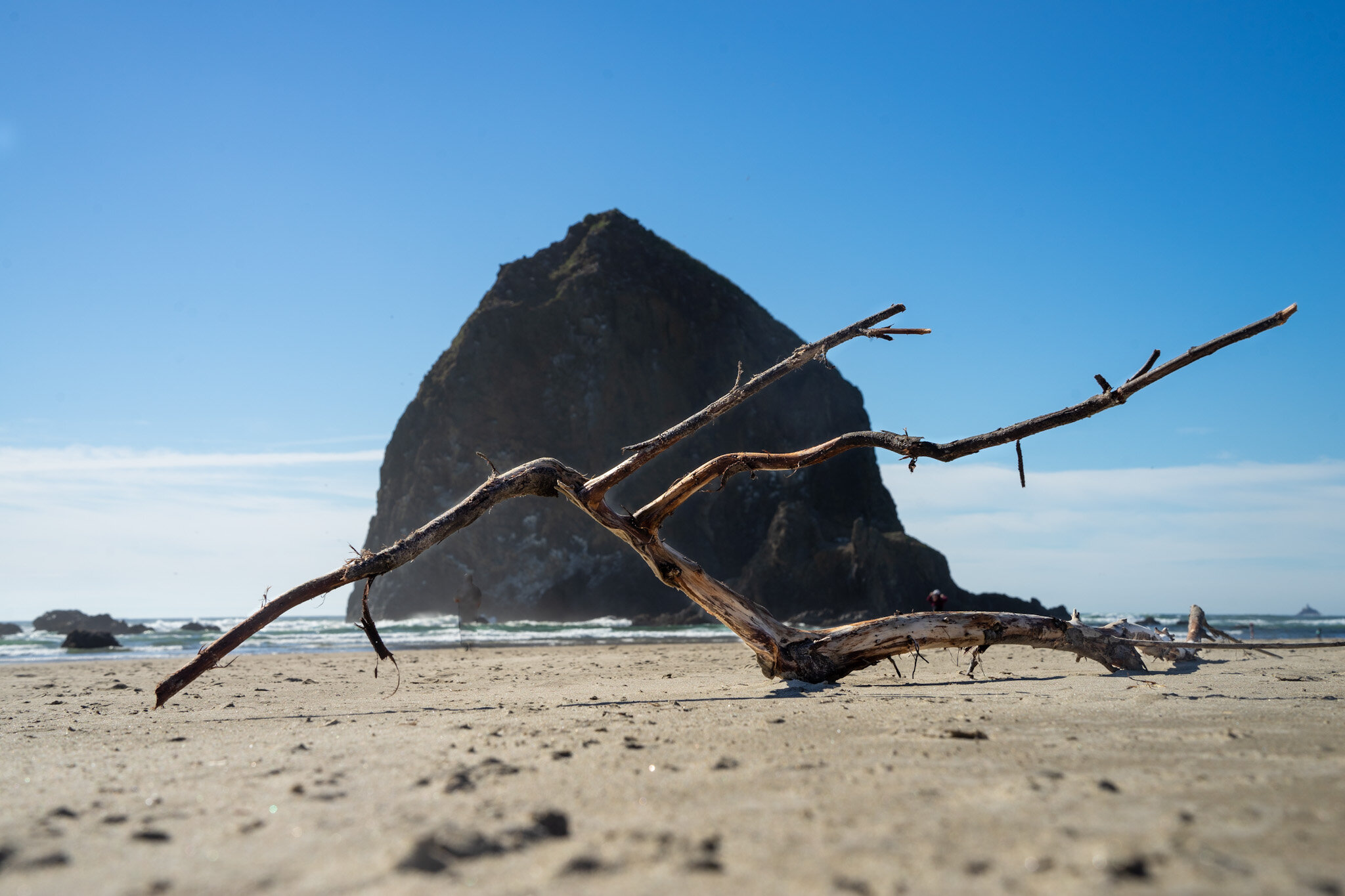 Branch on the Beach 