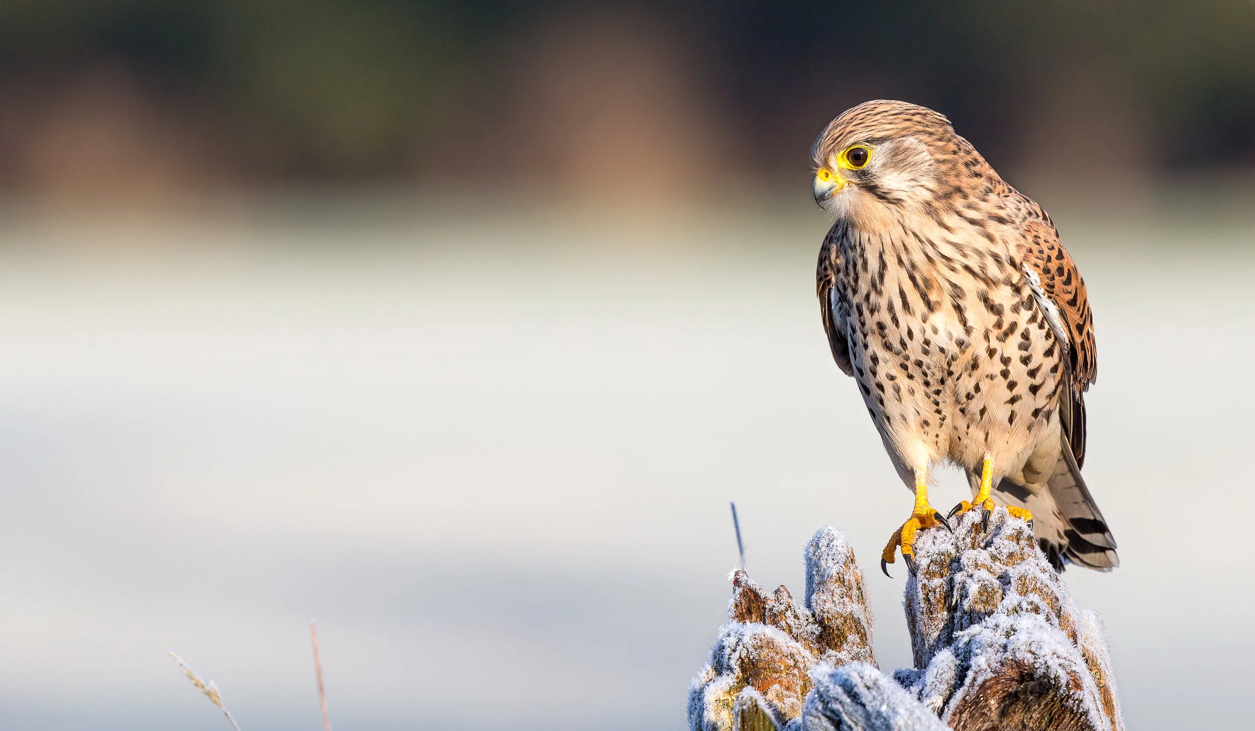 Kestrel - David Gibbon.jpg