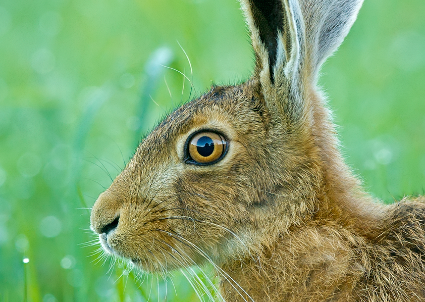 Hare Close Up Mark Hughes.jpg