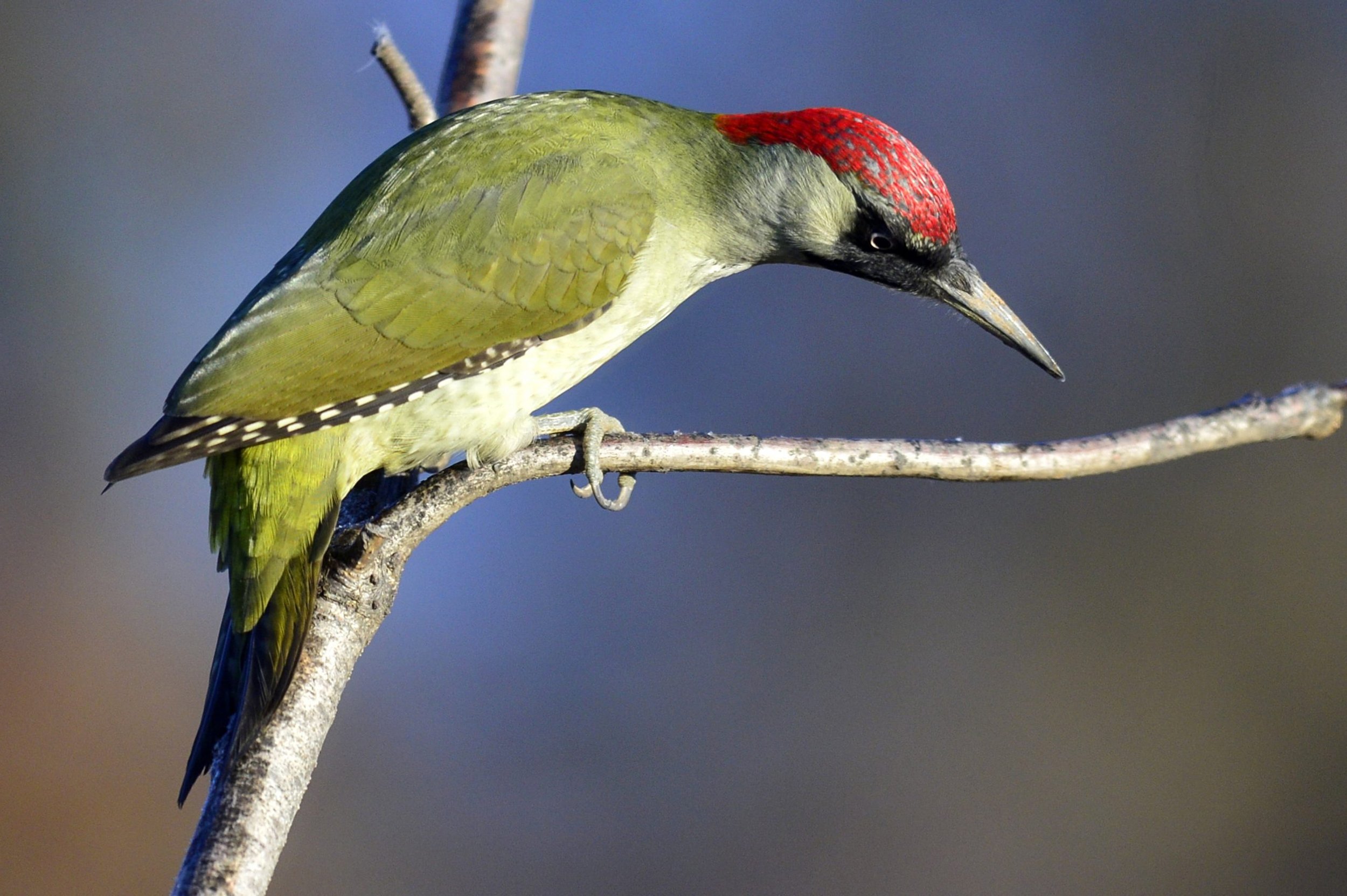 Green woodpecker.jpeg