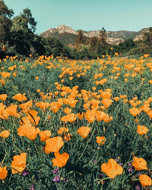 california, you&rsquo;re a dream 🌼