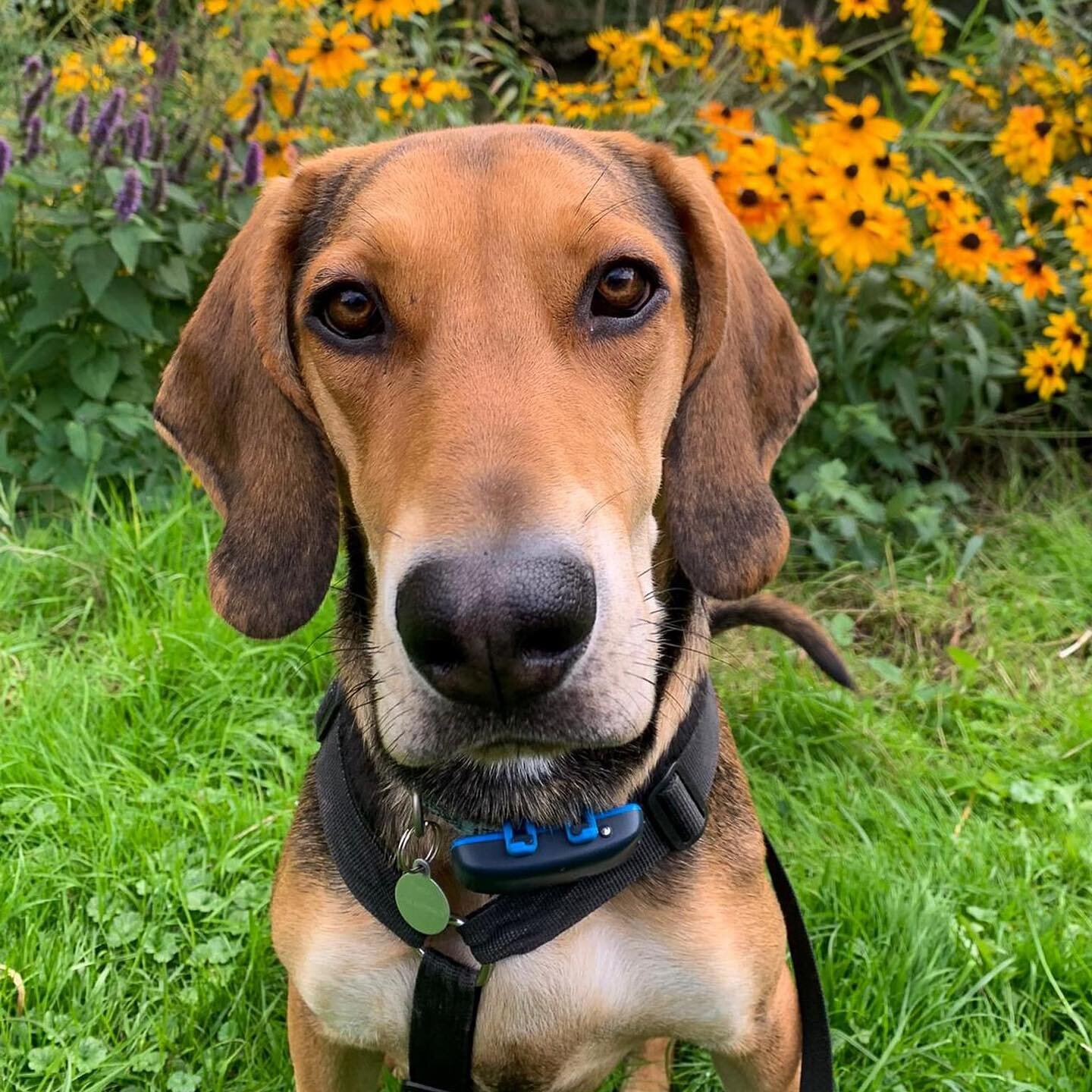 Welcome Alfi to our Reflex Family! Alfie is a lovely cheeky boy from Greece that was adopted by our club manager Anna last year. Alfi is now 1 year old, he enjoys his new home, loves to play and loves his food....he also turned out much bigger than e