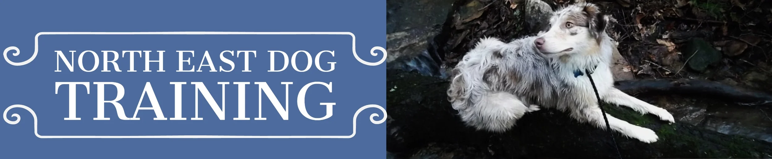 best dog remote trainer