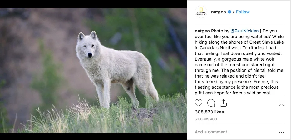 A photo of a white wolf posted on National Geographic’s Instagram channel on September 10, 2018, featuring extended first-person commentary in the caption from contributing photographer Paul Nicklen.