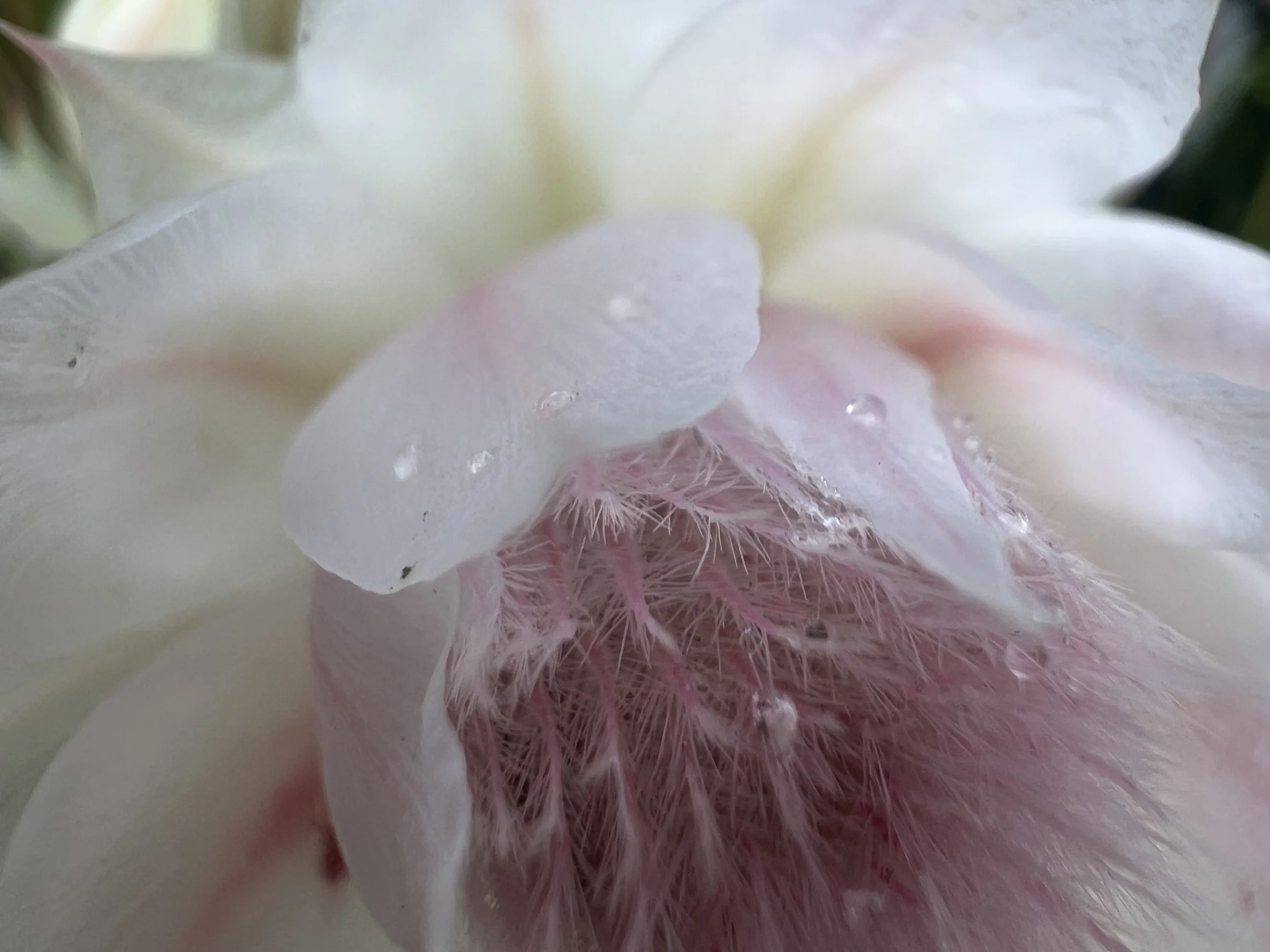 Summer Jazz Series at Springvale Botanical (Multiple Dates)