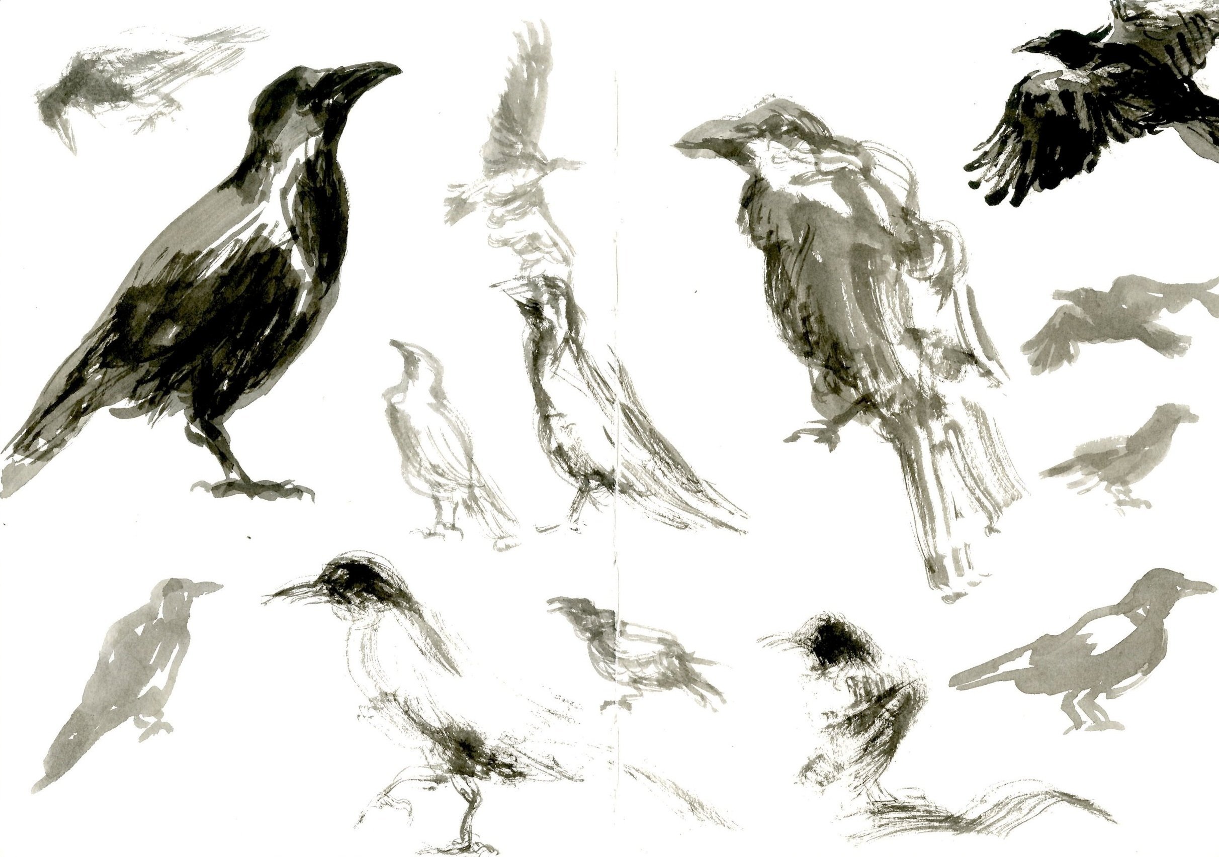 birdsketchbook002.jpg