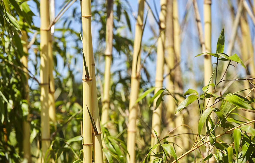 Bambus 18.jpg
