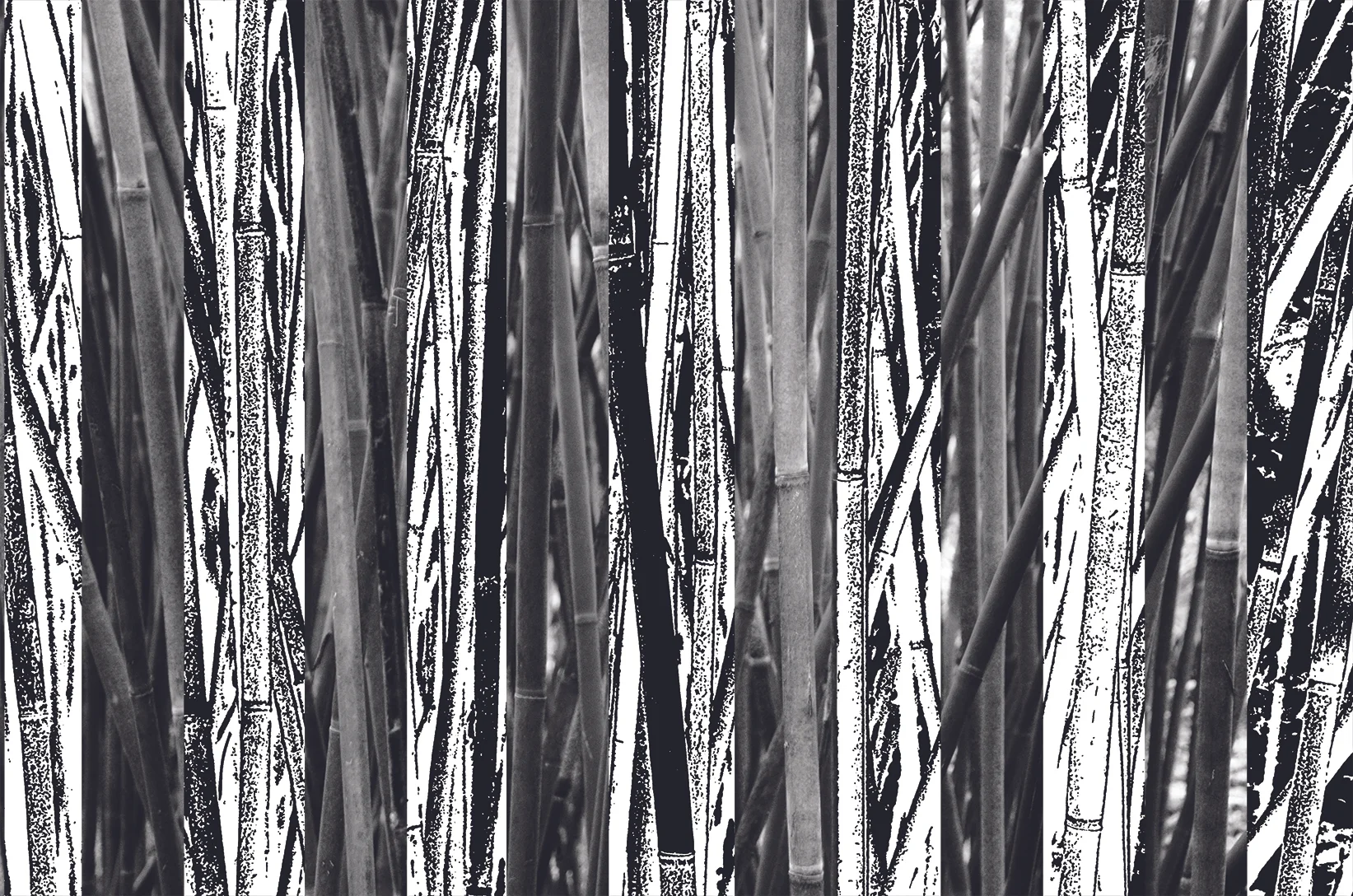 Bamboo 3. Digital Drawing/Photography. 2016