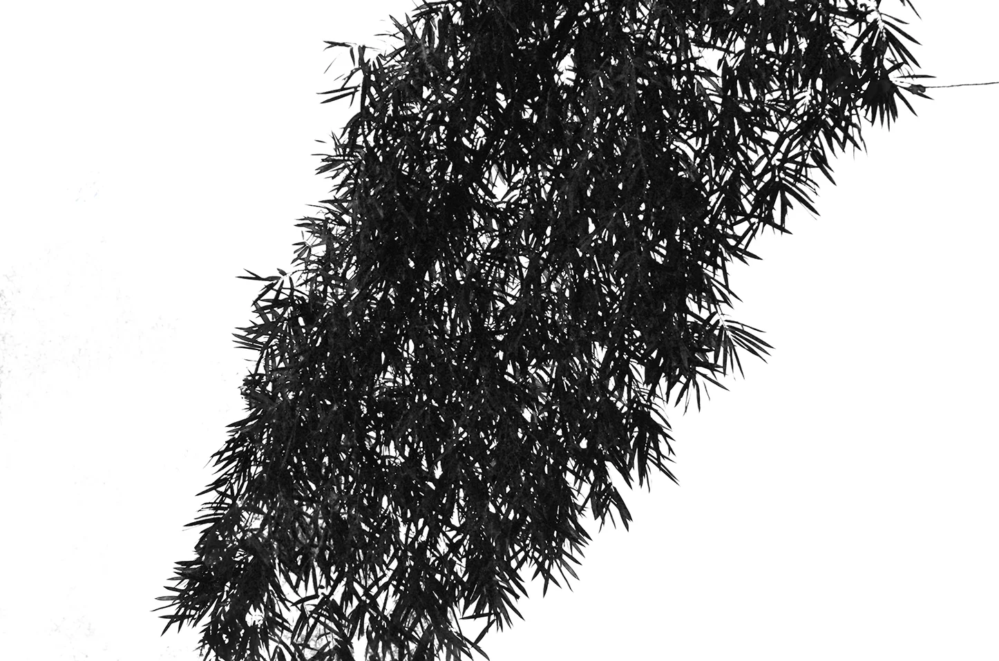 Bamboo Leaves. Photography. 2016.
