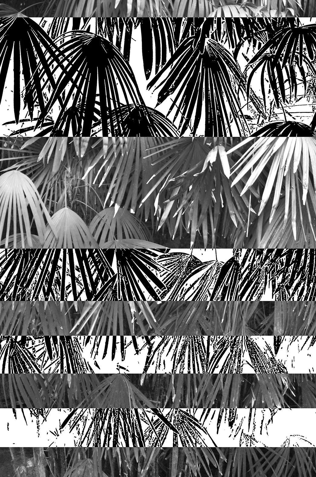 Foliage. Digital Drawing/Photography. 2016.