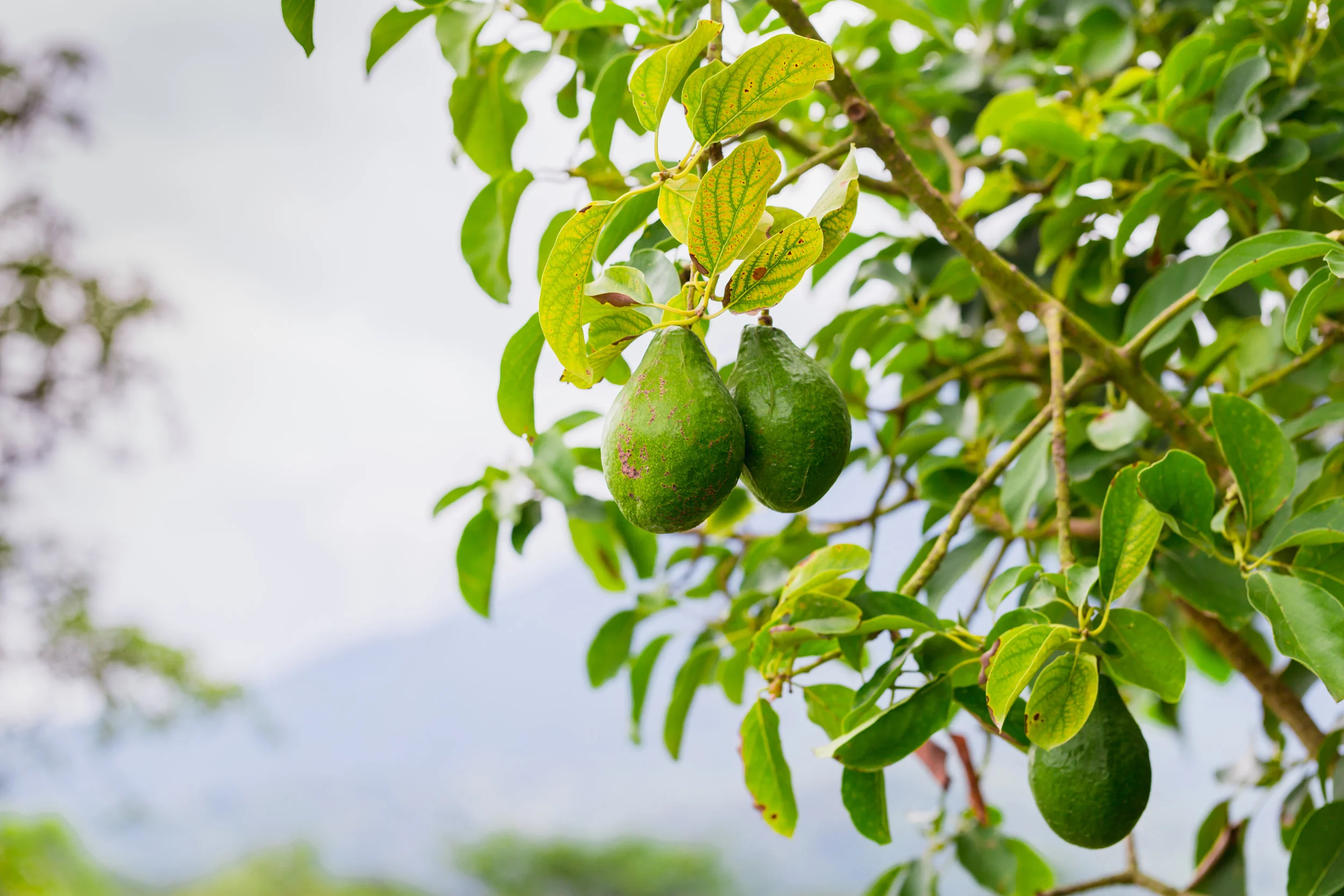 Avocado Farm Manager - Bundaberg - FILLED BY US!