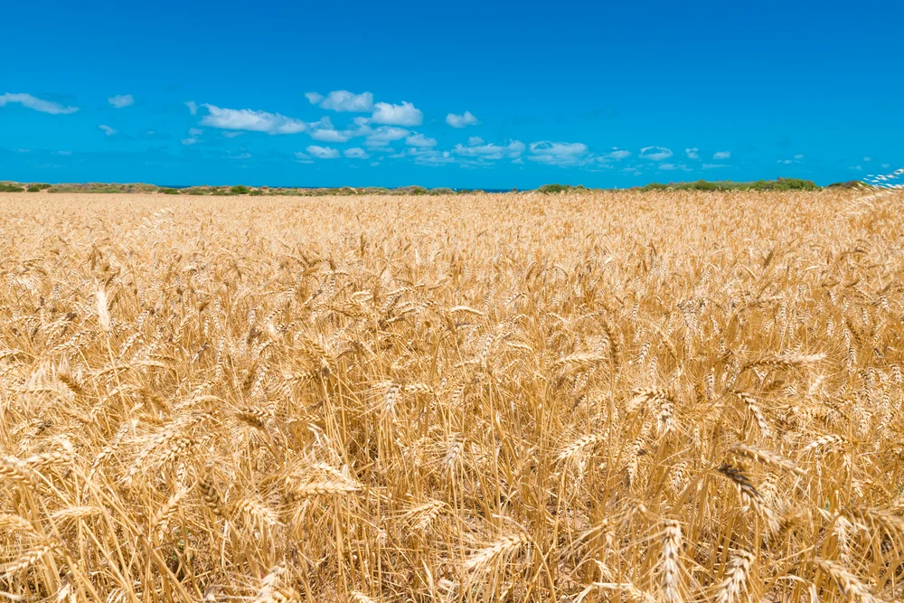 Experienced Agronomist – Bordertown, SA