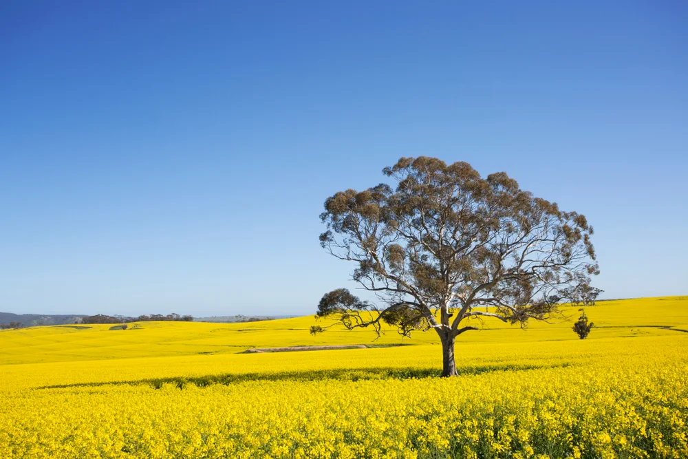 Broadacre Agronomist – Esperance – WA - FILLED BY US!