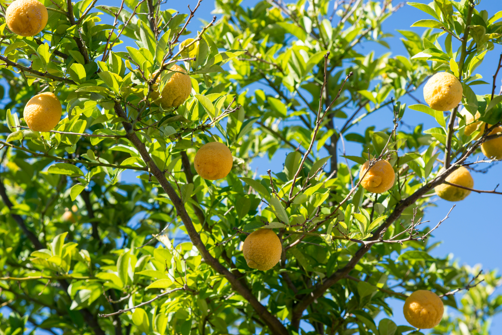 Trainee Development Manager – Seed Technology – Melbourne - FILLED BY US!