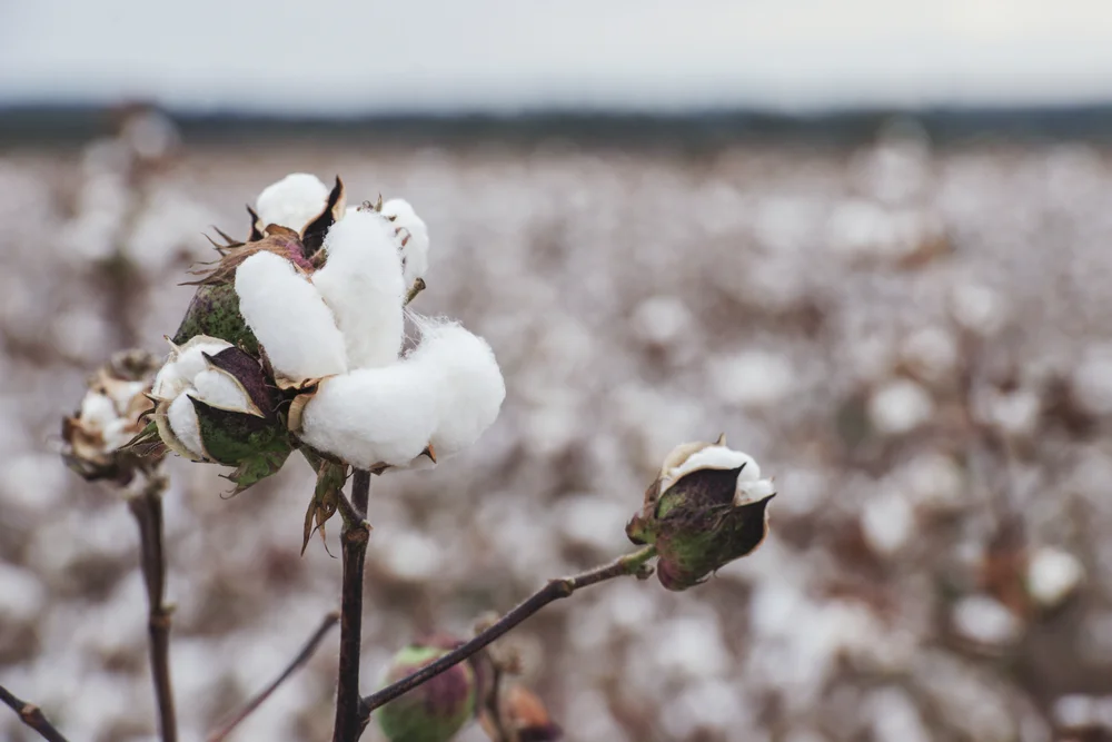 Agronomist – Darling Downs, QLD - FILLED BY US!