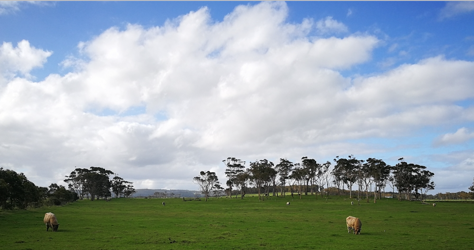 Regional focus: Great Southern