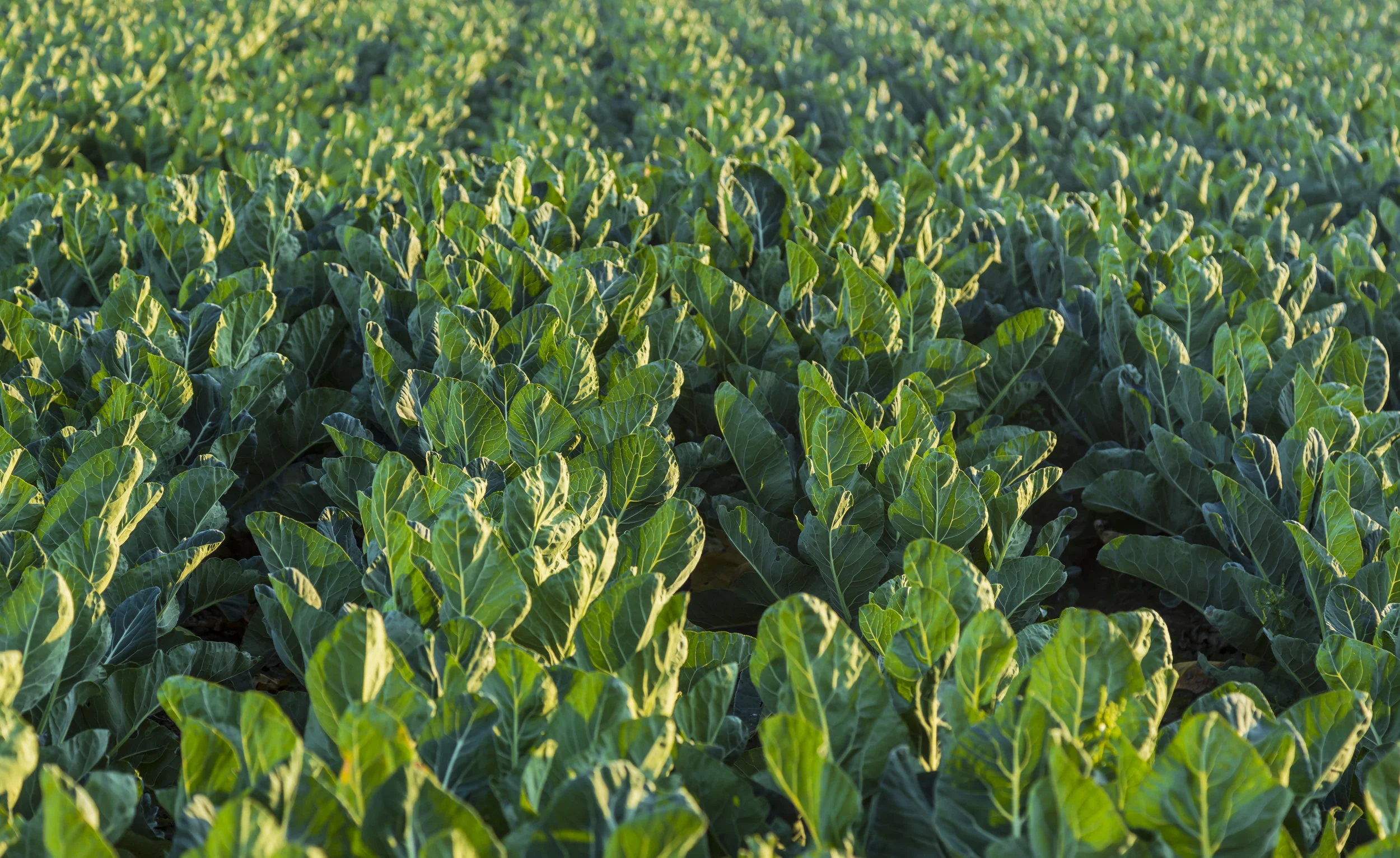Farm Operations Manager – Swan Hill - FILLED BY US!