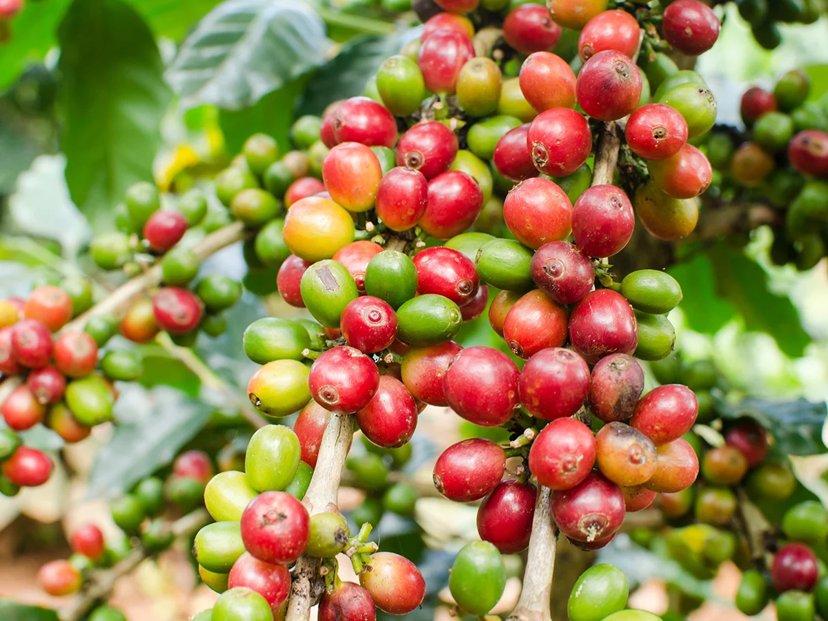 Territory Manager - Crop Protection - Central QLD - FILLED BY US!